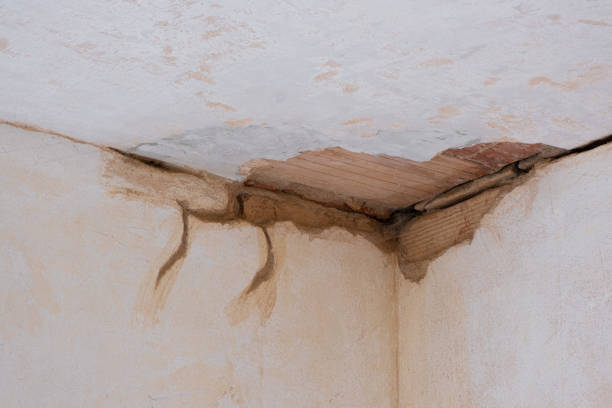 Best Carpet water damage restoration  in Hayden, CO
